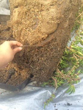 Separating the geotextile and roots